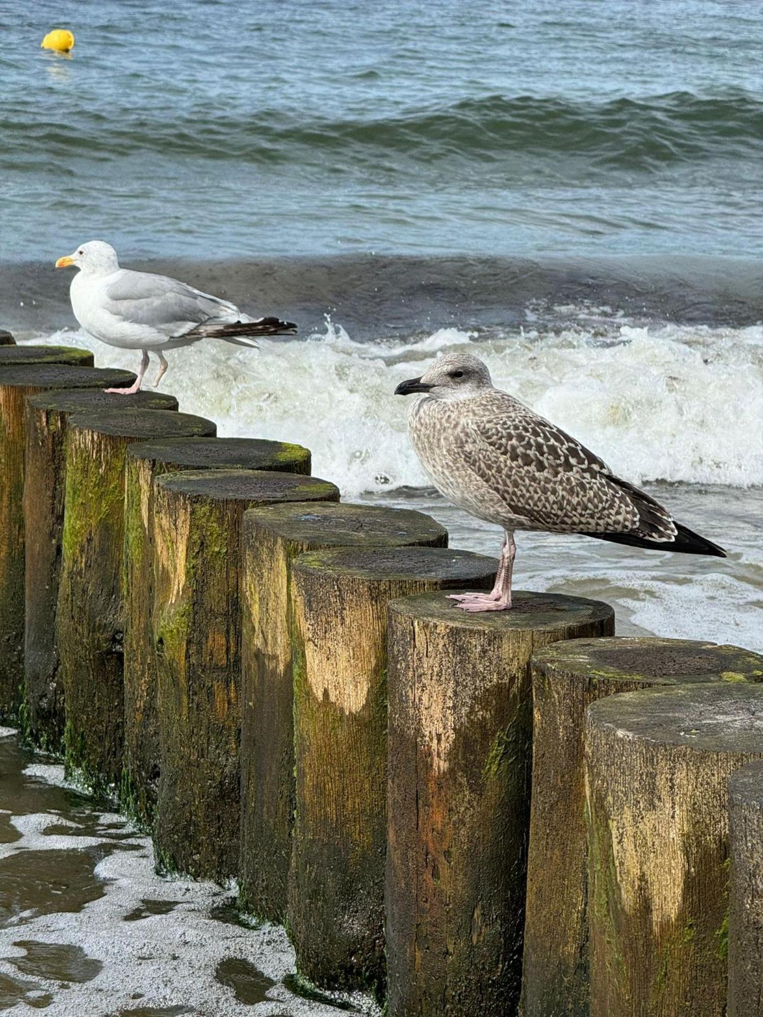 Drei-Insel-Blick Neßmersiel Esterno foto